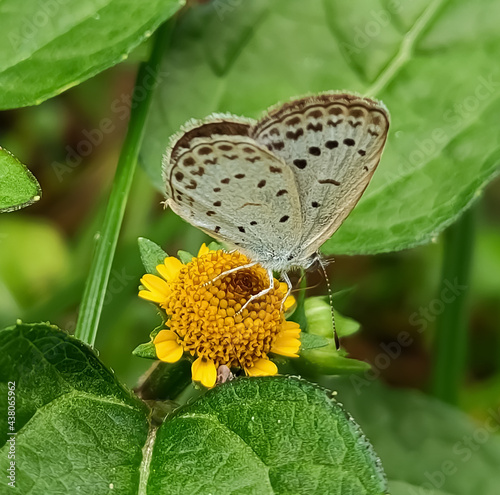 butterfly on a flower © Malabika