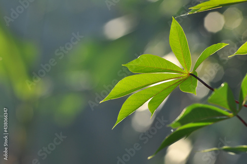 Close up of cassava leaves with bokeh background