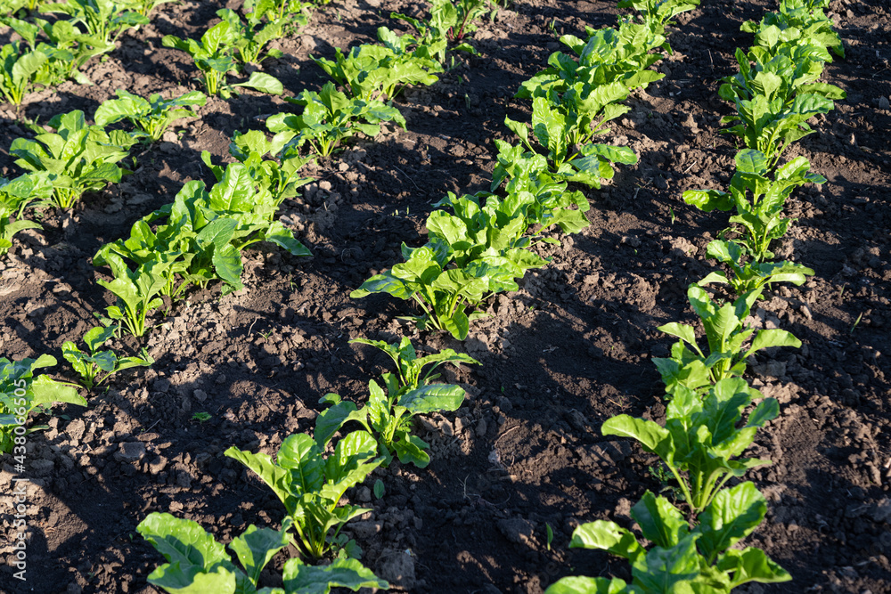 beet growing on a farm beet growing on a farm