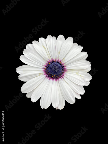 A cape marguerite in bloom closeup isolated on black background
