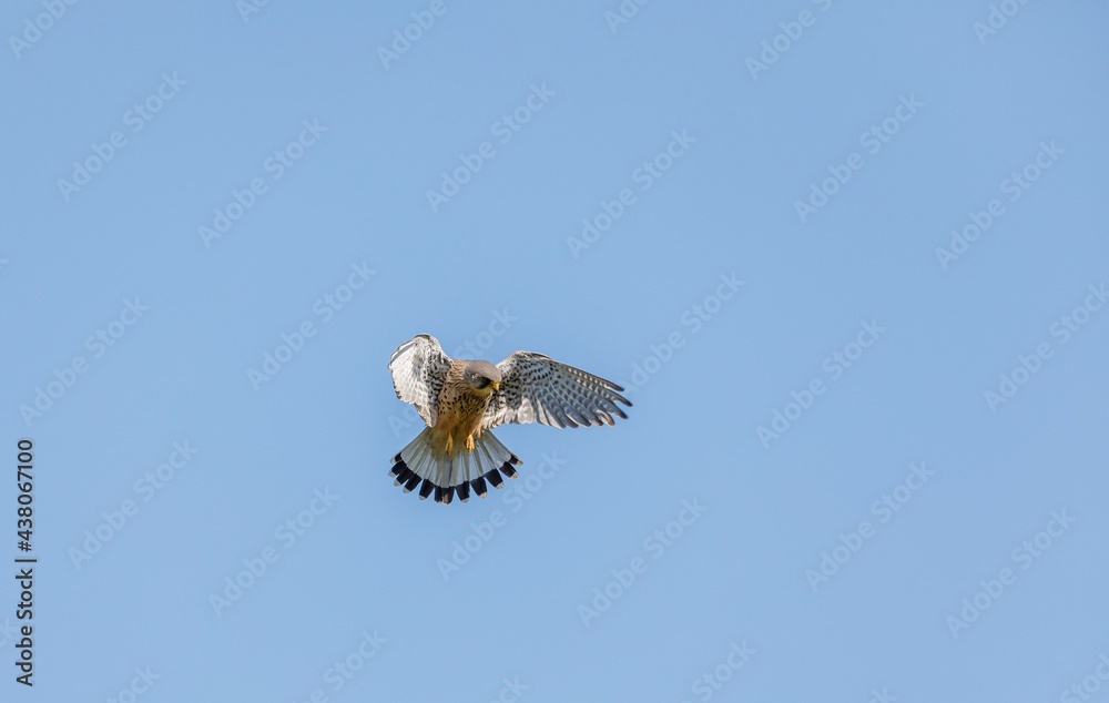 Fototapeta premium Kestrel