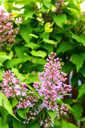 Beautiful flowers of lilac bloom in spring. A branch of lilac flowers with green leaves.