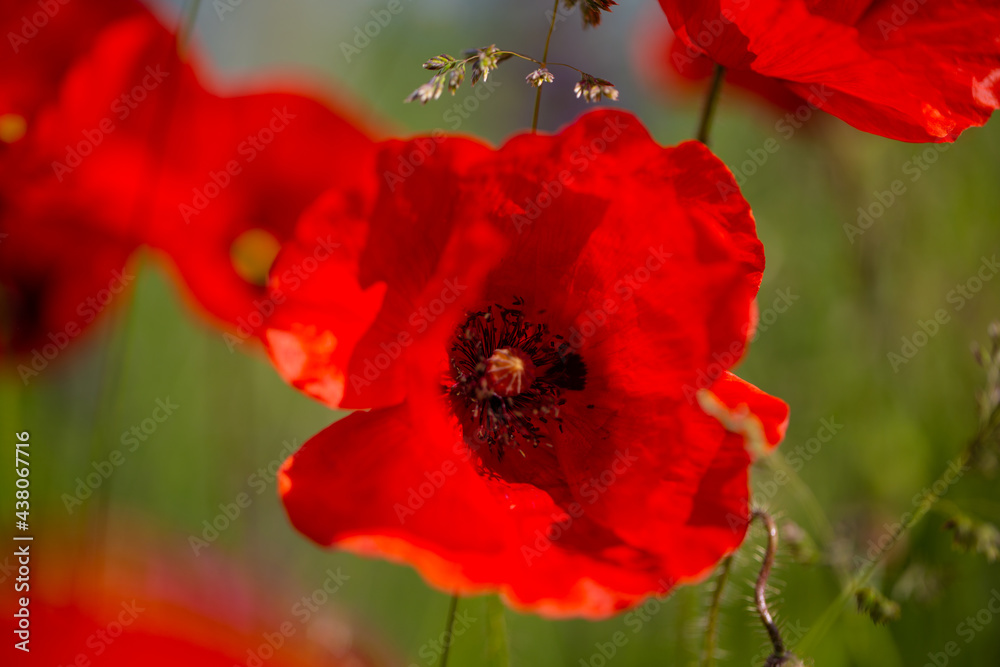 Fototapeta premium Poppy, Papaver rhoeas, buttercups (Ranunculales) in field