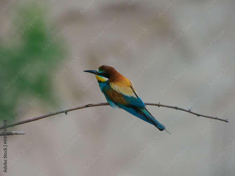 Fototapeta premium Bee Eater Merops Apiaster in the nationalpark Seewinkel in Austria