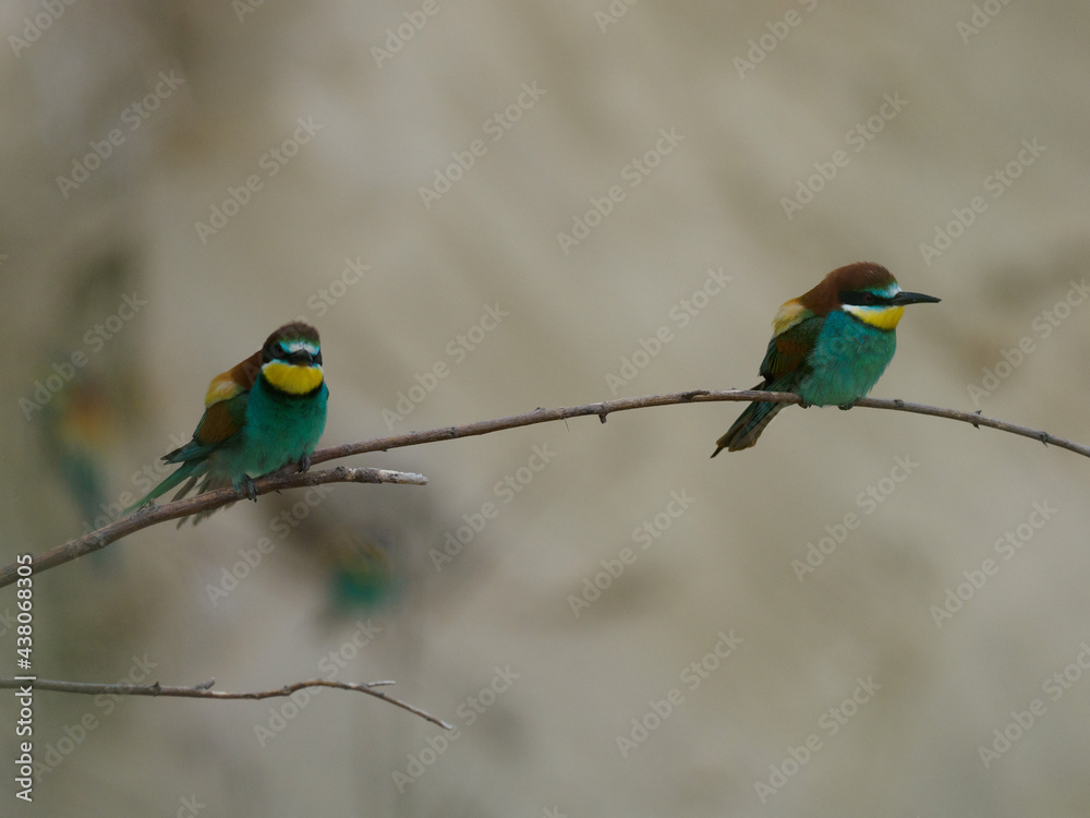 Bee Eater Merops Apiaster in the nationalpark Seewinkel in Austria Bee Eater Merops Apiaster in the nationalpark Seewinkel in Austria