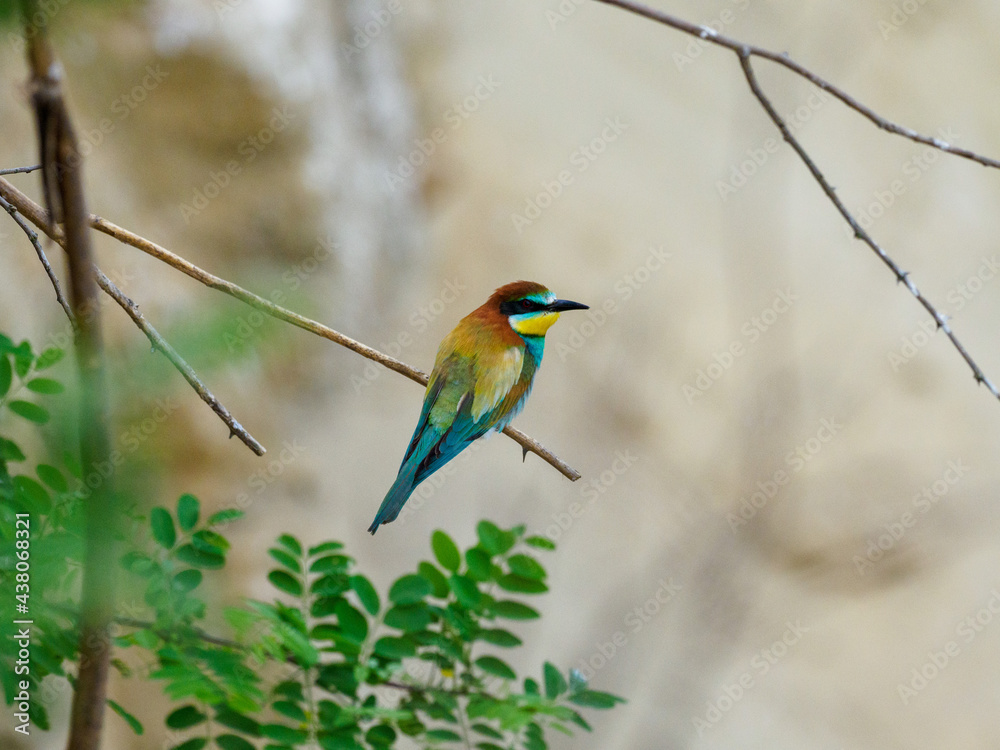 Bee Eater Merops Apiaster in the nationalpark Seewinkel in Austria Bee Eater Merops Apiaster in the nationalpark Seewinkel in Austria