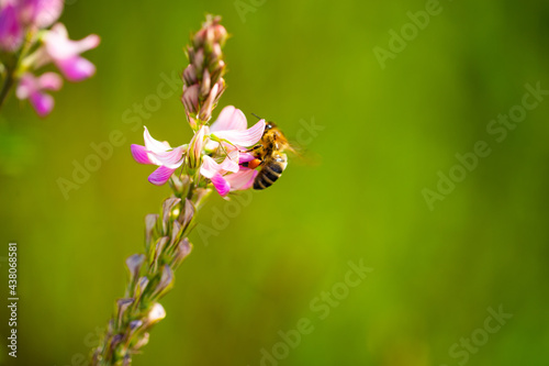 Biene auf Wildblume