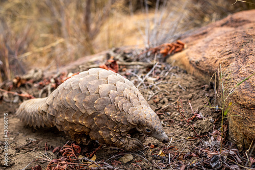 Ground pangolin crawling in the bush.