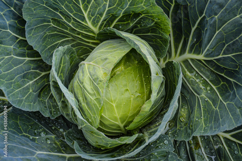 Top view of a cabbage head on a garden bed