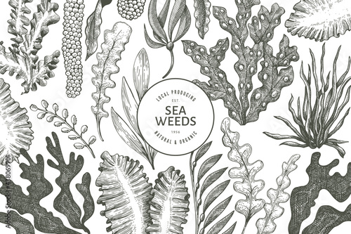 Seaweed design template. Hand drawn vector seaweeds illustration. Engraved style sea food banner. Retro sea plants background