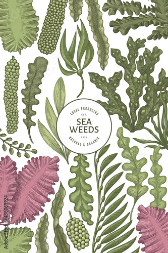Seaweed design template. Hand drawn vector seaweeds illustration. Engraved style sea food banner. Retro sea plants background