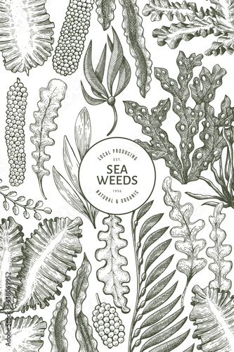 Seaweed design template. Hand drawn vector seaweeds illustration. Engraved style sea food banner. Retro sea plants background