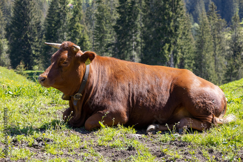 Kuh Herde kuschelnd in wunderschönem Alpenpanorama © carolindr18