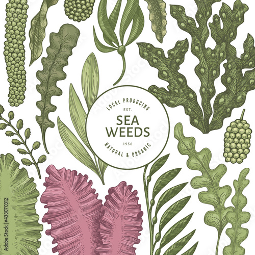 Seaweed design template. Hand drawn vector seaweeds illustration. Engraved style sea food banner. Retro sea plants background