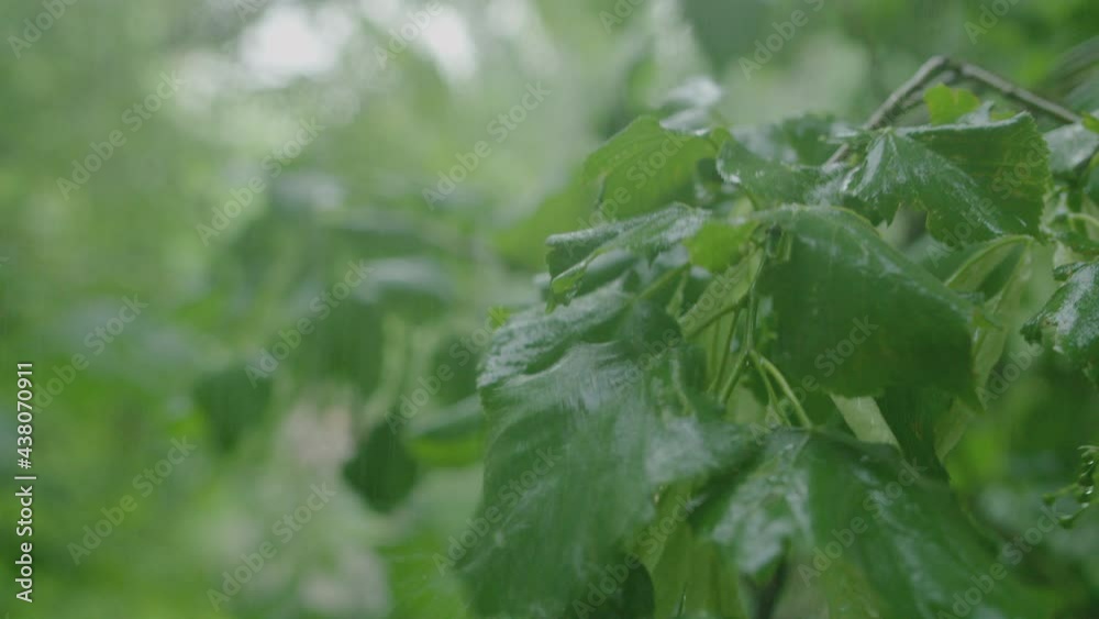 Green apricot leaves close-up. Bright sunlight on green apricot leaves Green apricot leaves close-up. Bright sunlight on green apricot leaves
