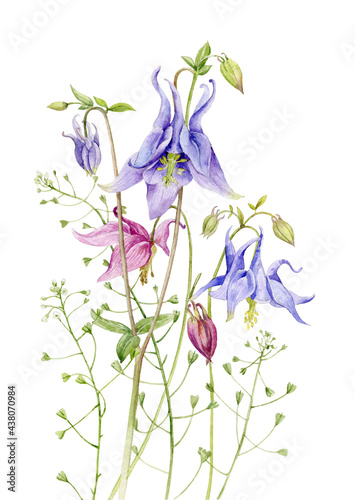 Bouquet of summer flowers aquilegia. Watercolour illustration.