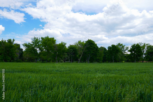 A large, beautiful field with green wheat.