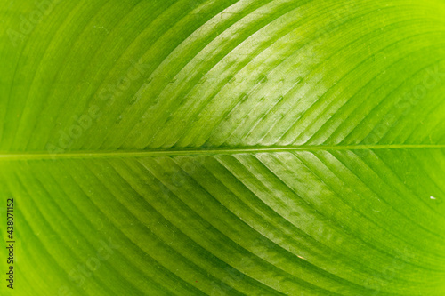 Close up of creative tropical green leaves banana,palm, monstera and fean layout. Nature concept, Flat lay, background