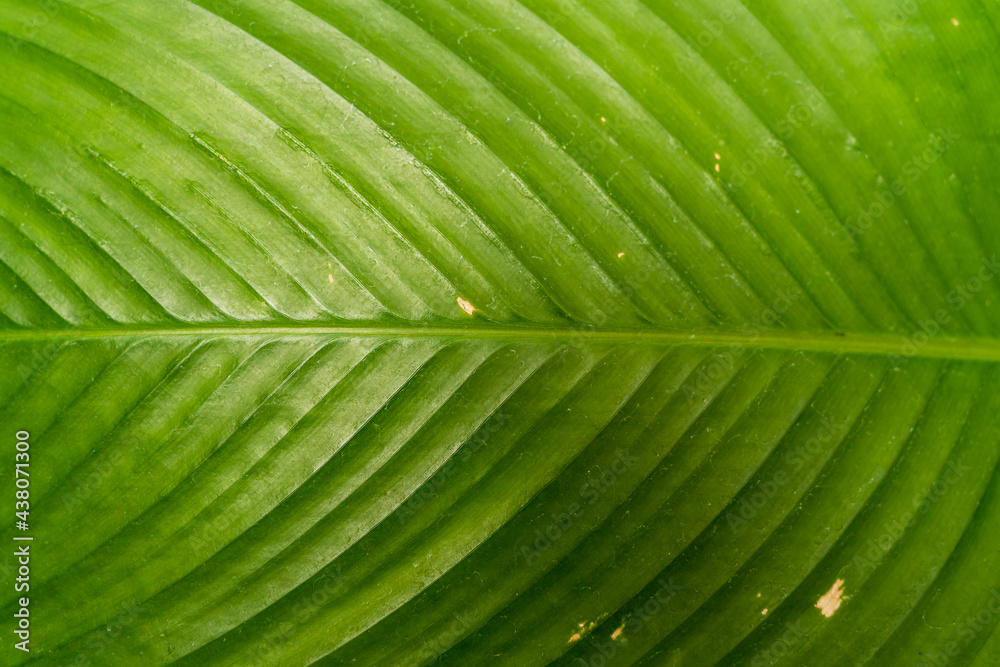 Close up of creative tropical green leaves banana,palm, monstera and fean layout. Nature concept, Flat lay, background Close up of creative tropical green leaves banana,palm, monstera and fean layout. Nature concept, Flat lay, background