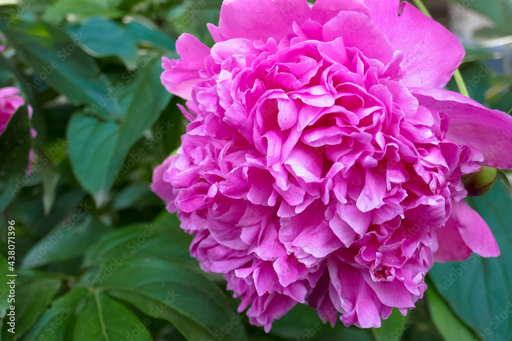 Beautiful photo background with peony flower.