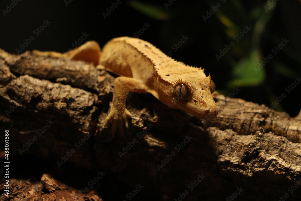 lizard on a tree lizard on a tree