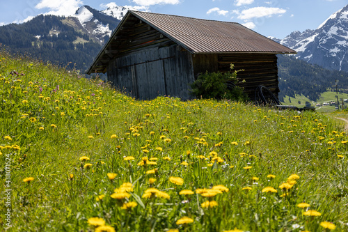 Holzhütte mit Alpenpanorama und einer Blumenwiese © carolindr18
