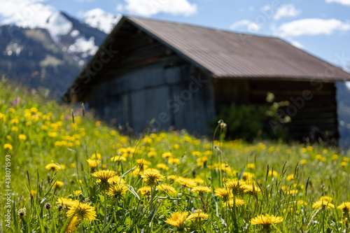 Alpenpanorama mit einem Holzschuppen und einer wunderschöner Blumenwiese
