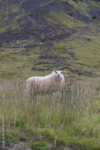 Typical Icelandic sheep on the roadside in the meadow