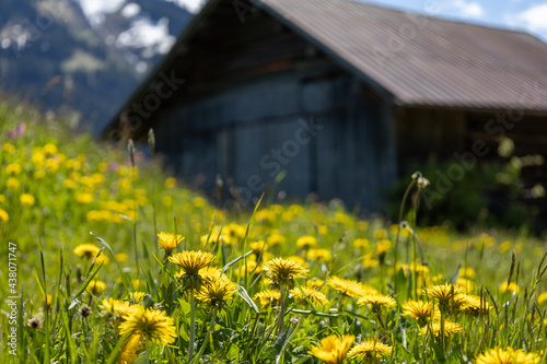 Holzhütte in den Alpen mit Blumen und wundervoller Landschaft drumherum 