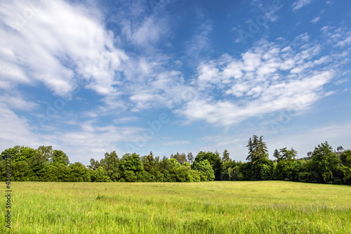 Landscape with green meadow  forest and blue sky