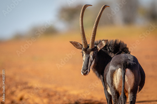 Sable antelope looking back towards the camera. photo