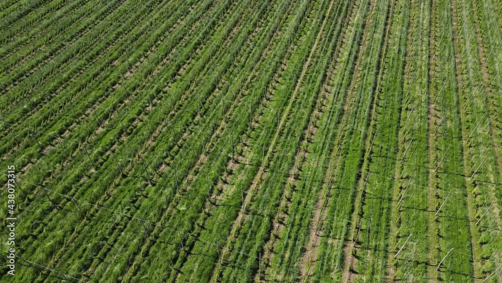 Aerial shot of a winery or olive plantation with irrigation system. Greenery harvesting. Eco farming agriculture Aerial shot of a winery or olive plantation with irrigation system. Greenery harvesting. Eco farming agriculture
