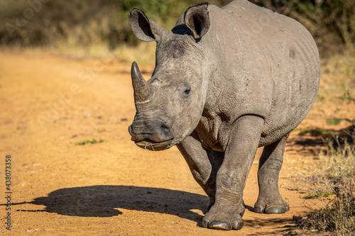 Sub adult White rhino walking towards the camera.
