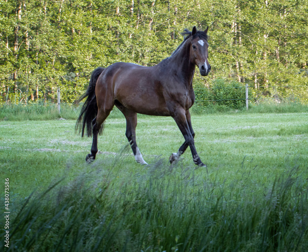 Horses galloping free in Meadow surrounded by forest. Horses galloping free in Meadow surrounded by forest.