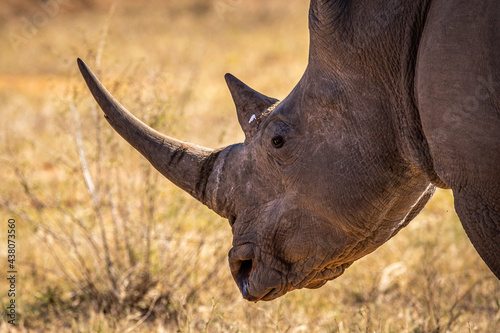 Side profile of a white rhino head.