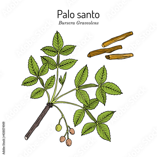 Palo santo, or holy stick Bursera graveolens , wild tree of tropical forests, medicinal plant photo
