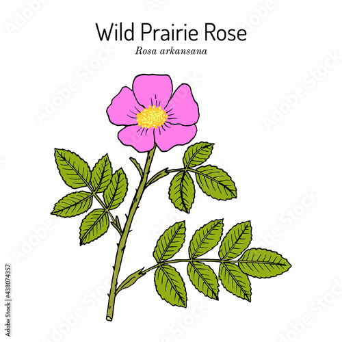 Wild prairie rose Rosa arkansana , ornamental plant
