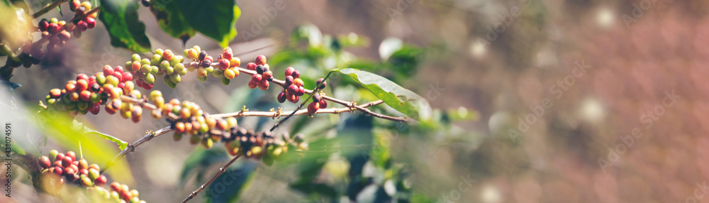 Banner panoramic Ripe Red coffee bean berry plant fresh seed coffee tree growth green eco organic farm. Banner red ripe seed robusta arabica berries harvest coffee garden. Coffee bean tree copy space Banner panoramic Ripe Red coffee bean berry plant fresh seed coffee tree growth green eco organic farm. Banner red ripe seed robusta arabica berries harvest coffee garden. Coffee bean tree copy space