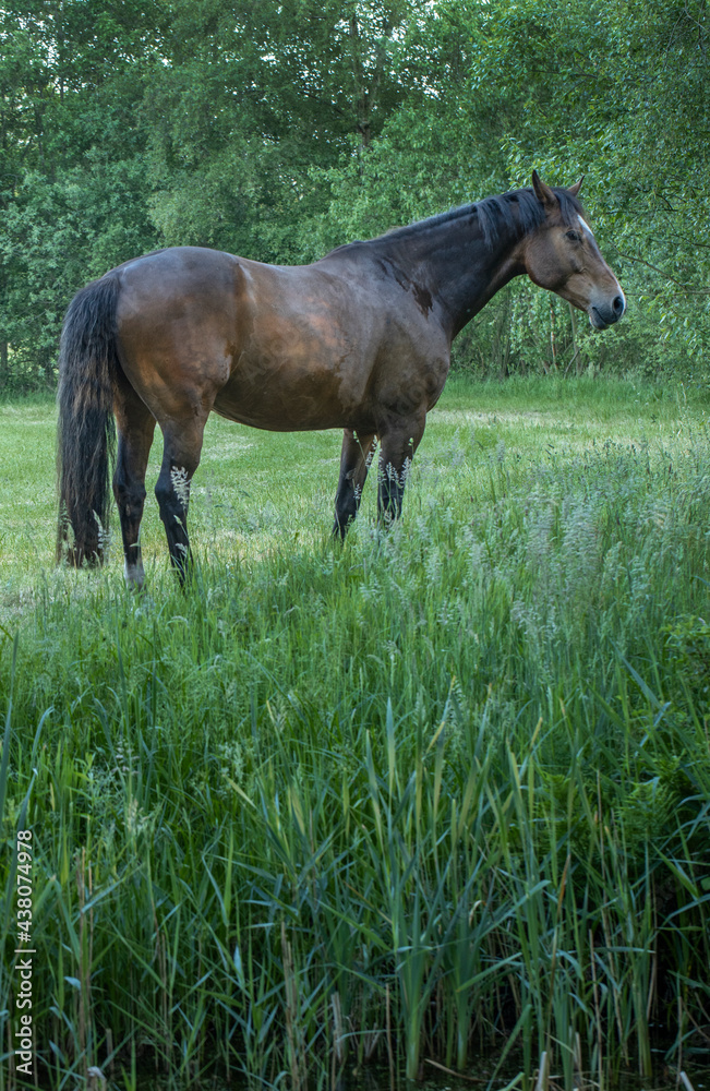 Horses running free in Meadow surrounded by forest.