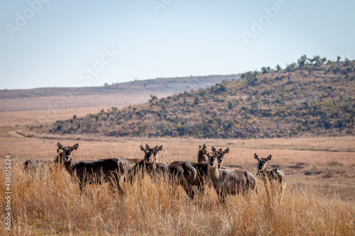 Group of Waterbuck standing in the tall grass.