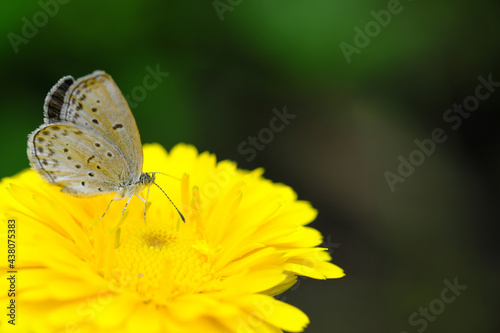 花の蜜を吸うシジミ蝶 © v_0_0_v