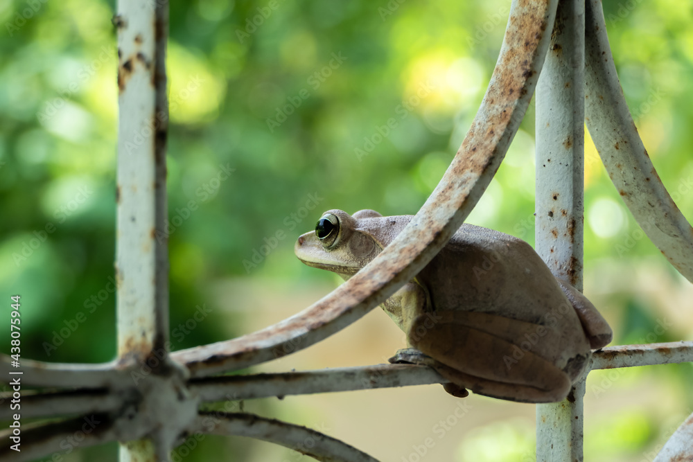 the frog on the window looking forward. the frog on the window looking forward.