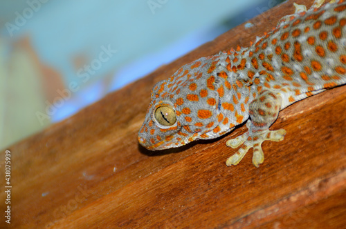 Close up of a Tokay gecko (Gekko gecko) on a wooden floor