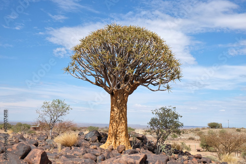 quiver tree (aloe dichotoma) Keetmanshoop, Namibia photo
