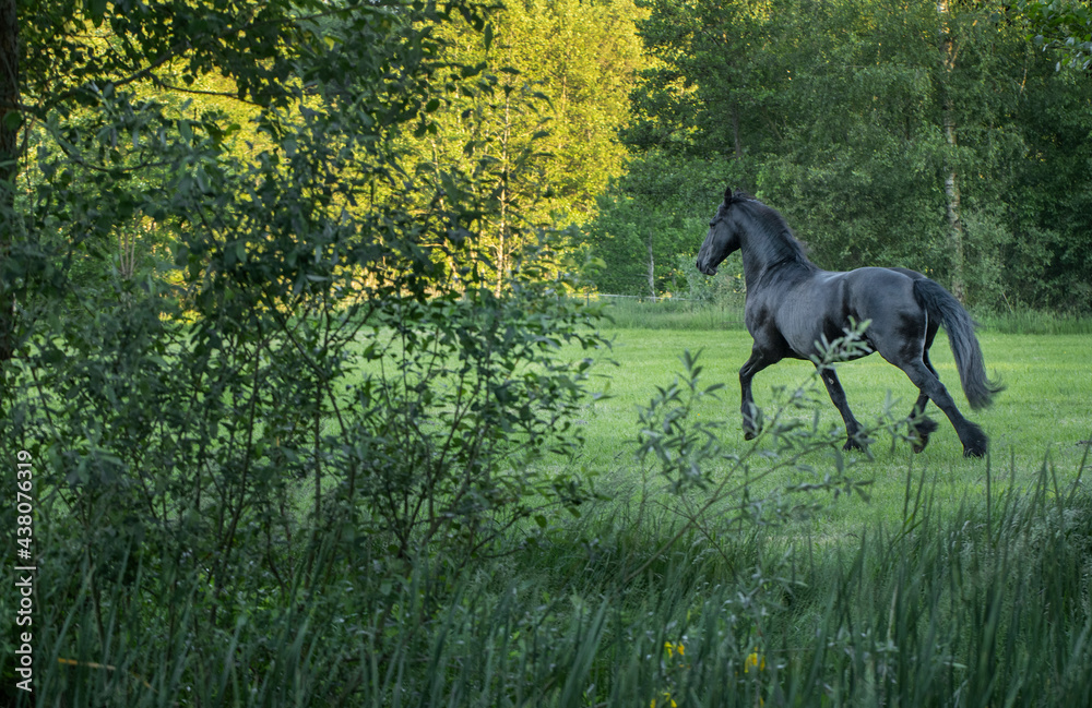 Horses galloping free in Meadow surrounded by forest.