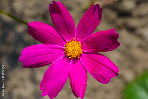 Bright purple cosmea flower on a sunny day in the garden