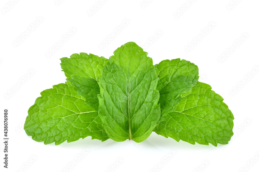 Mint leaves isolated on white background. Mint leaves isolated on white background.