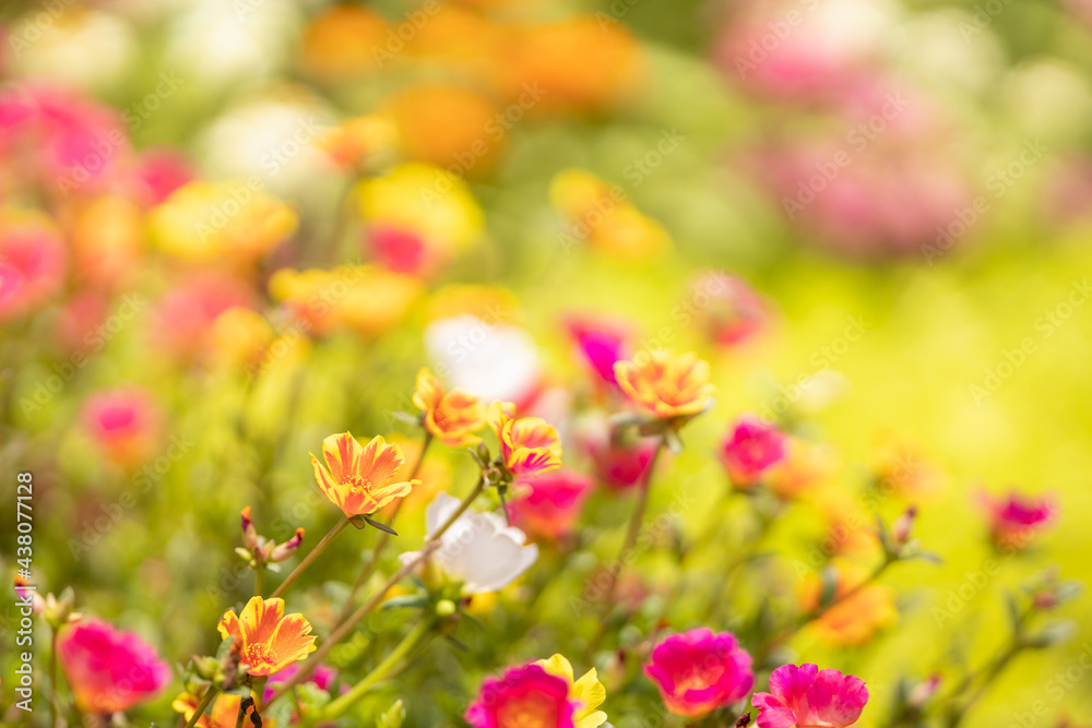 Closeup of orange and yellow and pink flower under sunlight with copy space using as background natural plants landscape, ecology wallpaper page concept.