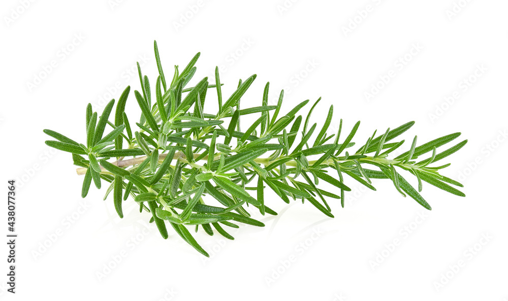 Rosemary isolated. Rosemary on white.Full depth of field. Rosemary isolated. Rosemary on white.Full depth of field.