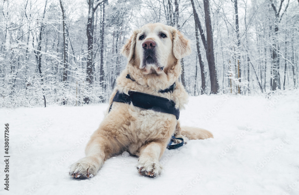 Beautiful Golden Retriever dog in winter scenery.